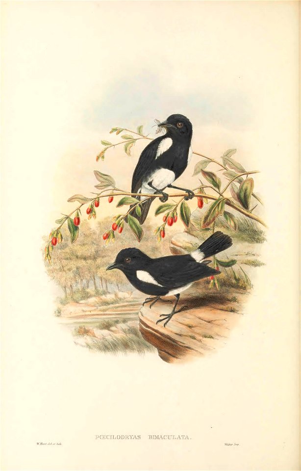 Peneothello bimaculata - The Birds of New Guinea