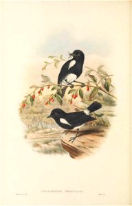 Peneothello bimaculata - The Birds of New Guinea