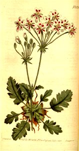 Pelargonium pulchellum Sims, Bot. Mag. 15. t. 524. 1801