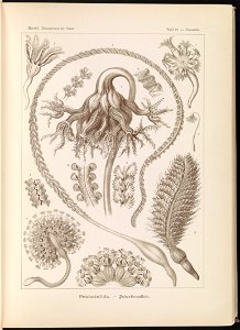 Pennatulida. - Federkorallen LCCN2015648906