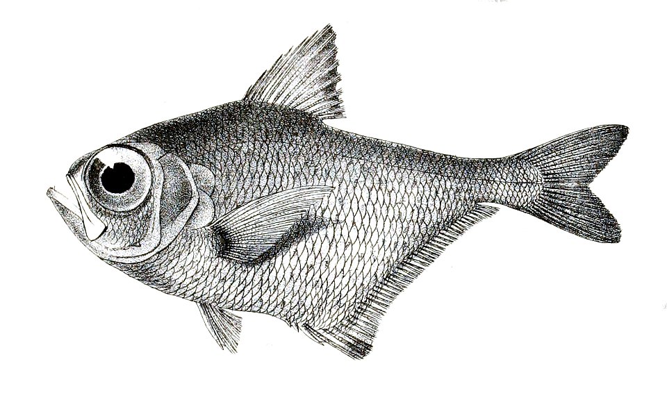 Pempheris molucca Ford 42
