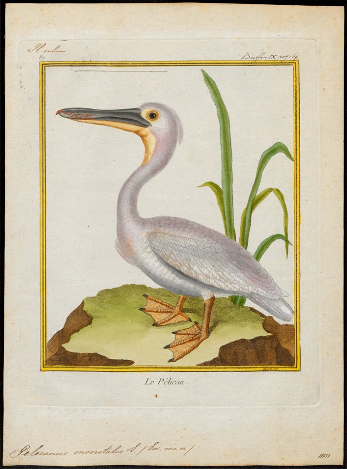Pelecanus onocrotalus - 1700-1880 - Print - Iconographia Zoologica - Special Collections University of Amsterdam - UBA01 IZ18000149