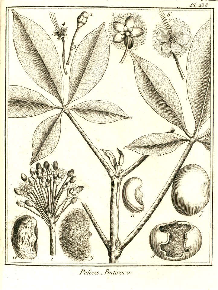 Pekea butirosa Aublet 1775 pl 238
