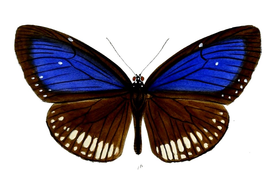 PenoaLimborgii 33 1b