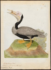 Pelecanus fuscus - 1790-1796 - Print - Iconographia Zoologica - Special Collections University of Amsterdam - UBA01 IZ18000177