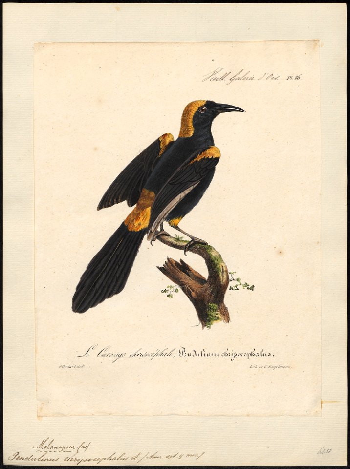 Pendulinus chrysocephalus - 1825-1834 - Print - Iconographia Zoologica - Special Collections University of Amsterdam - UBA01 IZ15800219