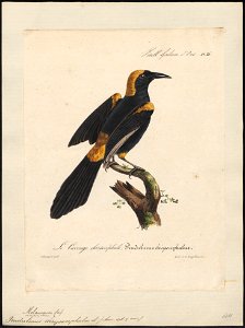 Pendulinus chrysocephalus - 1825-1834 - Print - Iconographia Zoologica - Special Collections University of Amsterdam - UBA01 IZ15800219