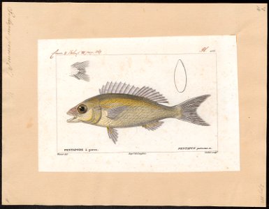 Pentapus porosus - 1828-1849 - Print - Iconographia Zoologica - Special Collections University of Amsterdam - UBA01 IZ13000270