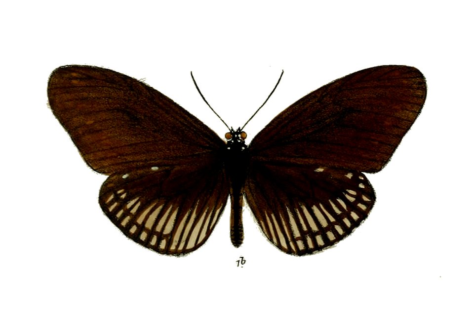 PenoaMenetriesii 32 1b