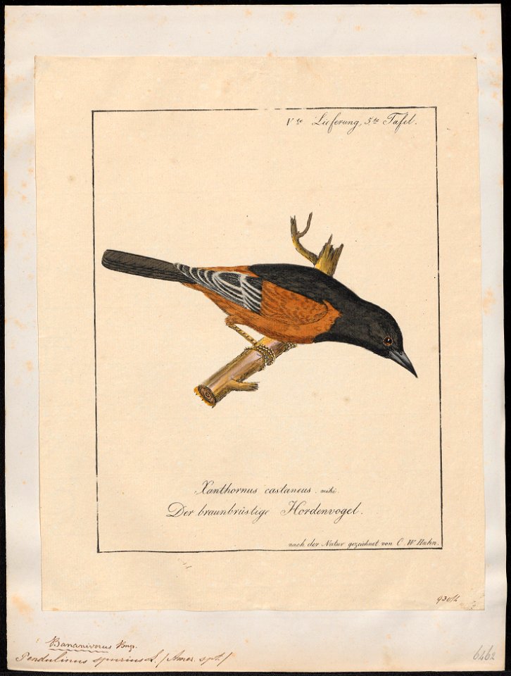 Pendulinus spurius - 1700-1880 - Print - Iconographia Zoologica - Special Collections University of Amsterdam - UBA01 IZ15800231