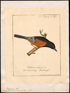 Pendulinus spurius - 1700-1880 - Print - Iconographia Zoologica - Special Collections University of Amsterdam - UBA01 IZ15800231