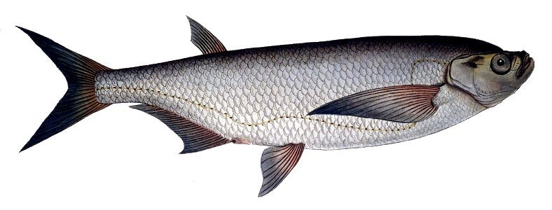 Pelecus cultratus1