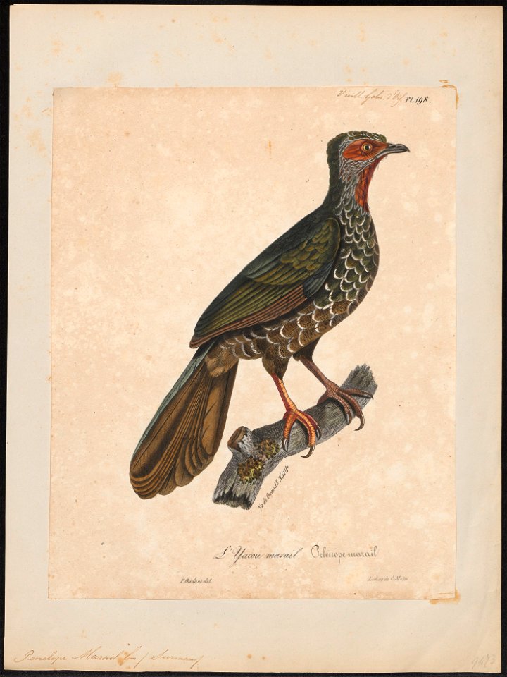 Penelope marail - 1825-1834 - Print - Iconographia Zoologica - Special Collections University of Amsterdam - UBA01 IZ16900119