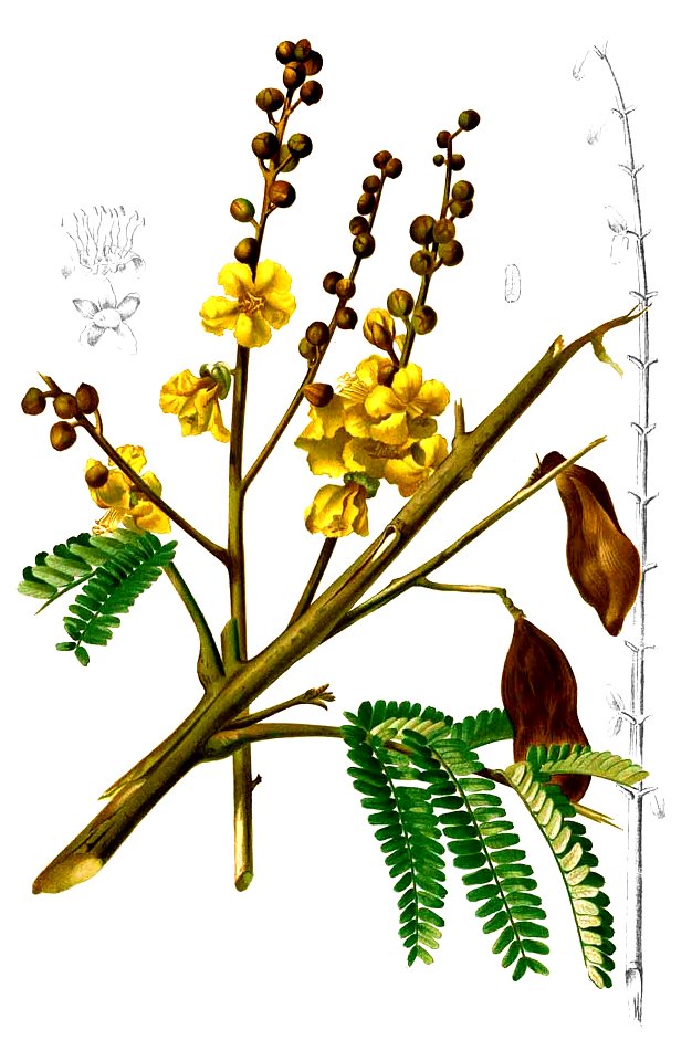 Peltophorum pterocarpum Blanco2.335-cropped