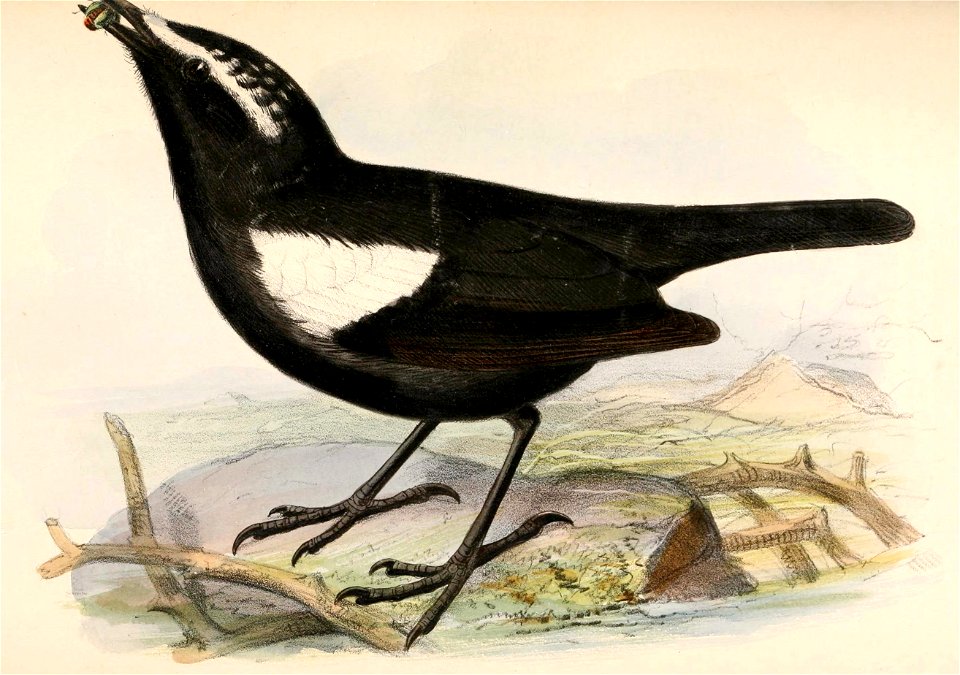 Pentholaea arnotti arnotti 1869