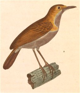 Pellorneum pyrrogenys 1838
