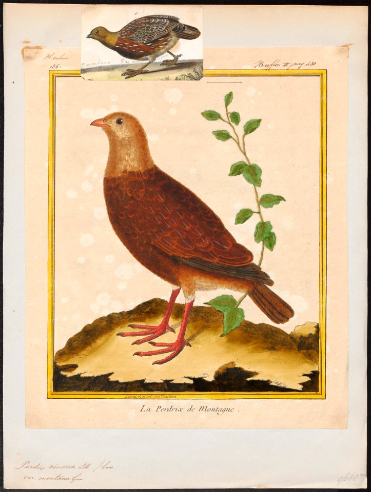 Perdix cinerea - 1700-1880 - Print - Iconographia Zoologica - Special Collections University of Amsterdam - UBA01 IZ17100095