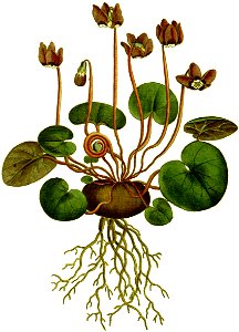 Pentandria Monogynia-1797