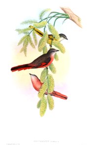 PericrocotusRoseusGould