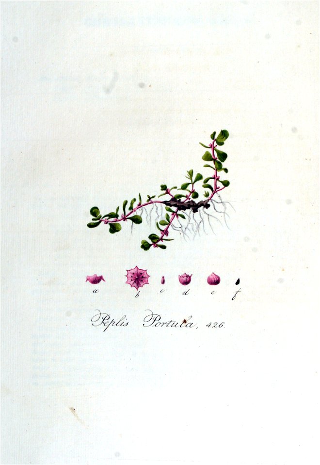 Peplis portula — Flora Batava — Volume v6