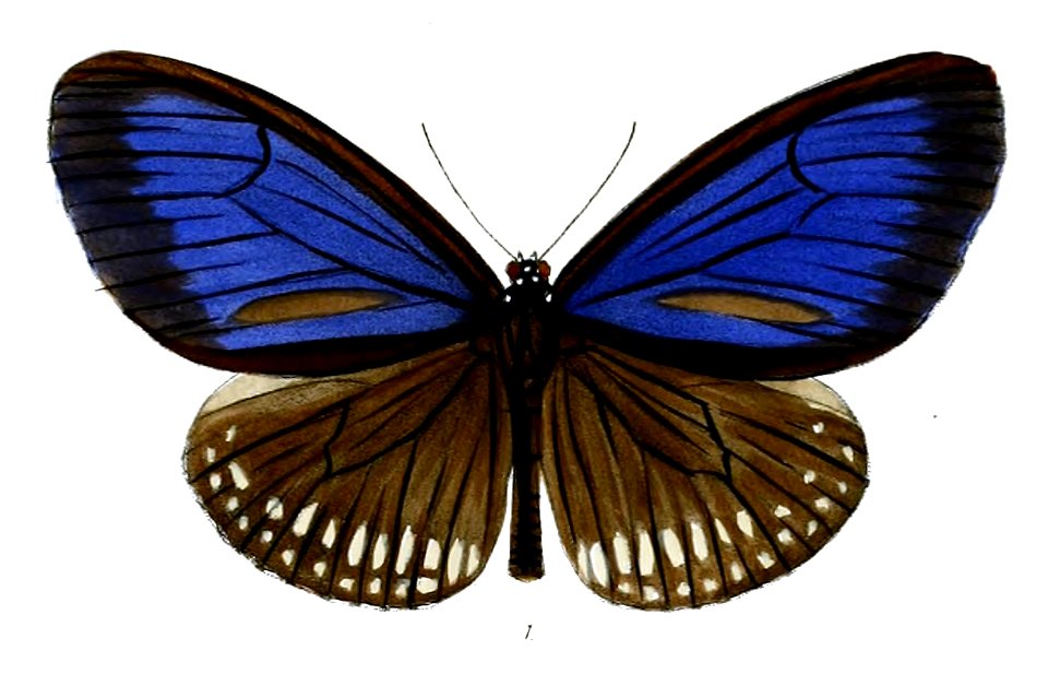 PenoaLimborgii 33 1