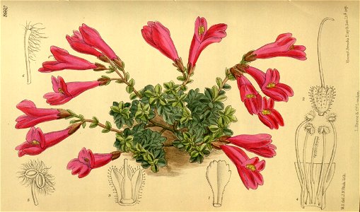 Pentstemon rupicola 142-8660