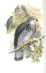 Pernis Apivorus