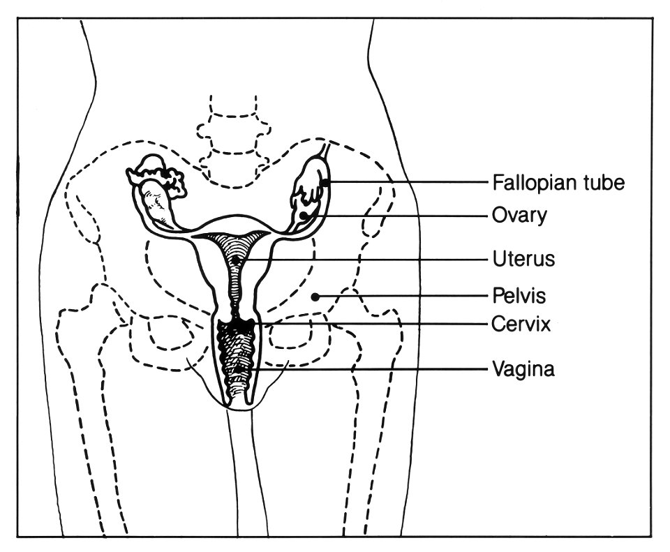 Pelvis (female)