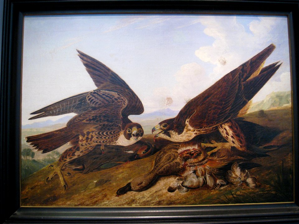 Peregrine Falcons (Duck Hawks), by John James Audubon