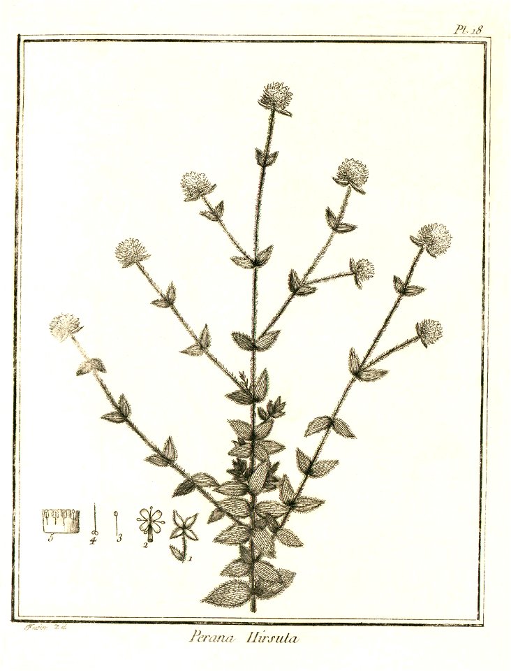 Perama hirsuta Aublet 1775 pl 18