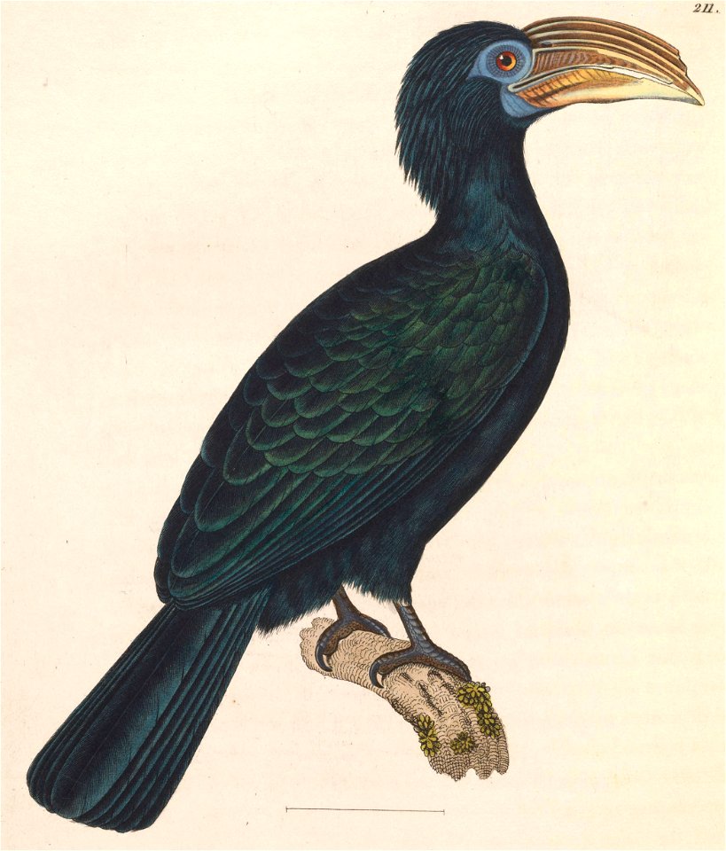 Penelopides exarhatus 1838