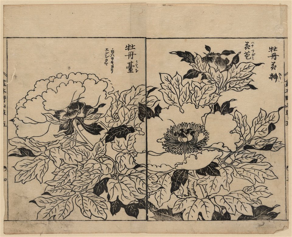 Peony blossoms LCCN2008660983