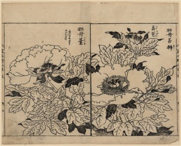 Peony blossoms LCCN2008660983