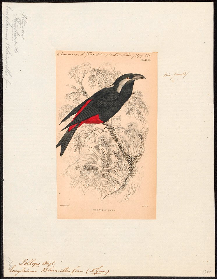 Peltops blainvilii - 1838 - Print - Iconographia Zoologica - Special Collections University of Amsterdam - UBA01 IZ16500005