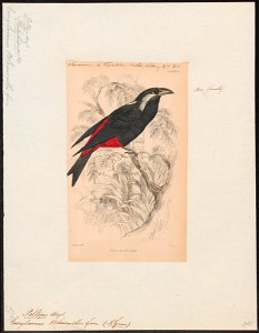 Peltops blainvilii - 1838 - Print - Iconographia Zoologica - Special Collections University of Amsterdam - UBA01 IZ16500005
