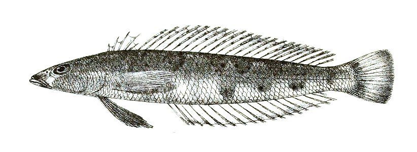 Percis punctata Ford 58