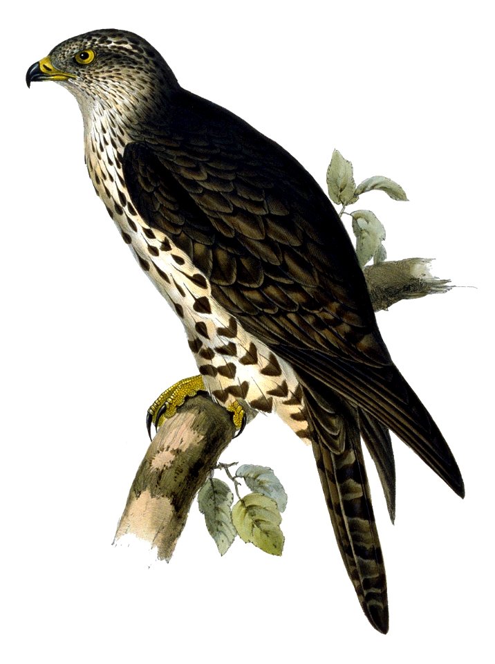 Pernis apivorus by John Gould improved