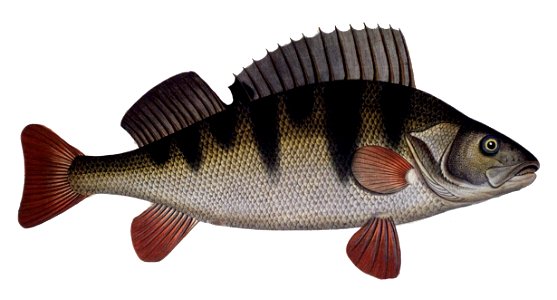 Perca fluviatilis1