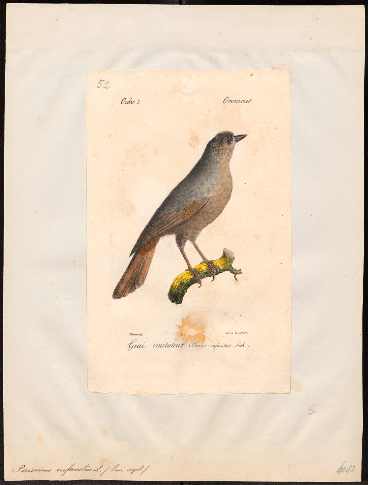Perisoreus infaustus - 1842-1848 - Print - Iconographia Zoologica - Special Collections University of Amsterdam - UBA01 IZ15700025
