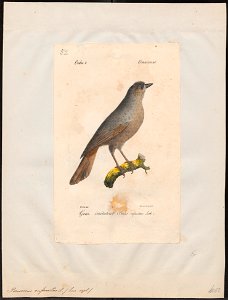 Perisoreus infaustus - 1842-1848 - Print - Iconographia Zoologica - Special Collections University of Amsterdam - UBA01 IZ15700025