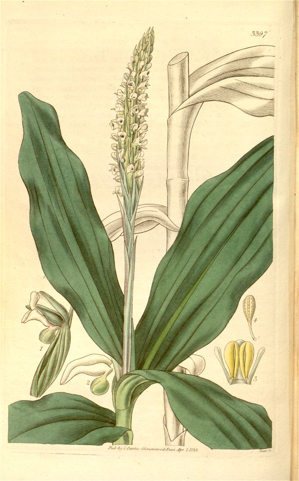 Peristylus plantagineus (as Habenaria goodyeroides) - Curtis' 62 (N.S. 9) pl. 3397 (1835). Free illustration for personal and commercial use.