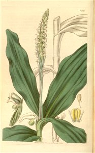 Peristylus plantagineus (as Habenaria goodyeroides) - Curtis' 62 (N.S. 9) pl. 3397 (1835)