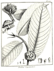 Perebea guianensis Aublet 1775 pl 361