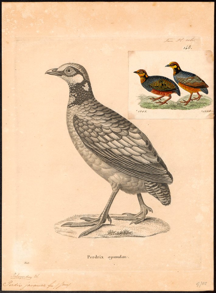 Perdix javanica - 1700-1880 - Print - Iconographia Zoologica - Special Collections University of Amsterdam - UBA01 IZ17100107