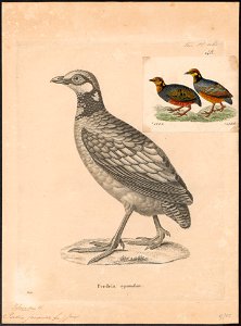 Perdix javanica - 1700-1880 - Print - Iconographia Zoologica - Special Collections University of Amsterdam - UBA01 IZ17100107