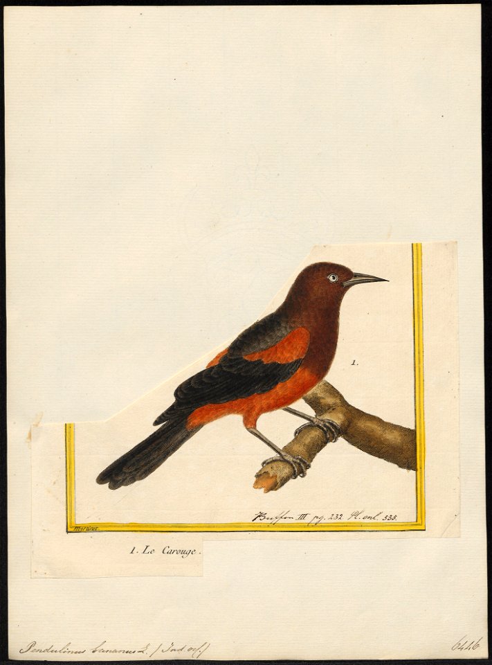Pendulinus bananus - 1700-1880 - Print - Iconographia Zoologica - Special Collections University of Amsterdam - UBA01 IZ15800217