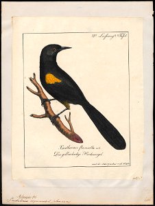 Pendulinus cayanensis - 1700-1880 - Print - Iconographia Zoologica - Special Collections University of Amsterdam - UBA01 IZ15800227