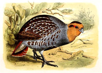 Perdix perdix 1869