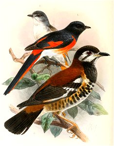 Pericrocotus lansbergei & Geokichla dohertyi 1896