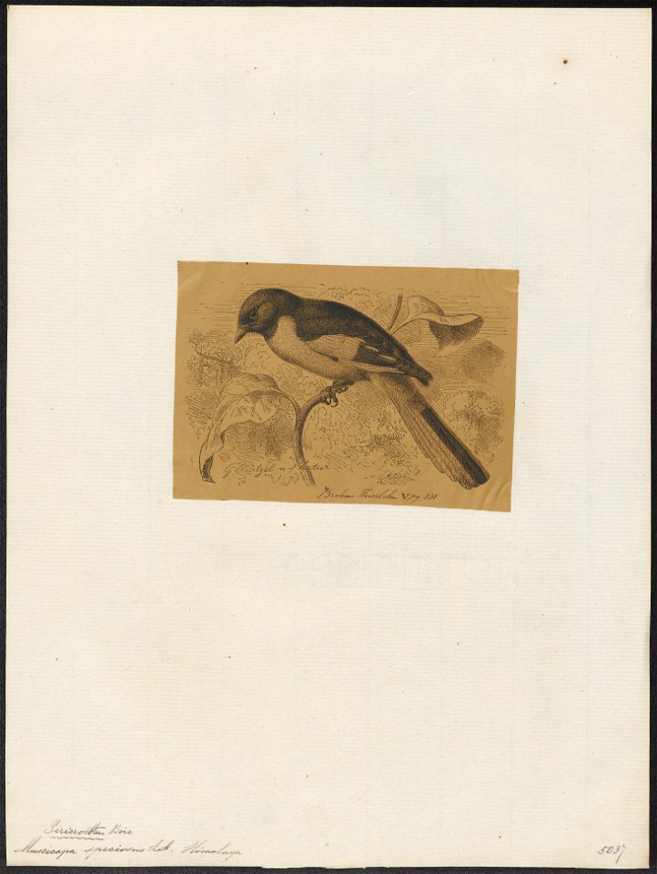 Pericrocotus speciosus - 1700-1880 - Print - Iconographia Zoologica - Special Collections University of Amsterdam - UBA01 IZ16500395